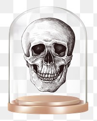 Human skull png glass dome sticker, medical concept art, transparent background