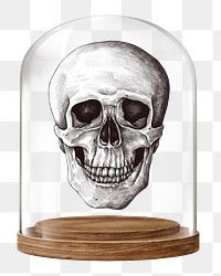 Human skull png glass dome sticker, medical concept art, transparent background