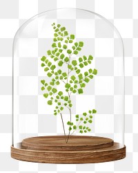 Leaf branch png glass dome sticker, botanical concept art, transparent background