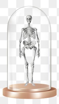 Human skeleton png glass dome sticker, medical concept art, transparent background