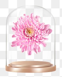 Pink chrysanthemum png glass dome sticker, flower concept art, transparent background