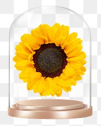 Sunflower png glass dome sticker, Spring flower concept art, transparent background