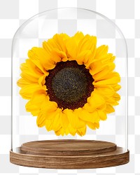 Sunflower png glass dome sticker, Spring flower concept art, transparent background