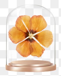 Dried anemone png glass dome sticker, Autumn flower concept art, transparent background