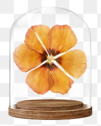 Dried anemone png glass dome sticker, Autumn flower concept art, transparent background