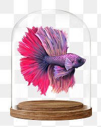 Siamese fighting png fish glass dome sticker, animal concept art, transparent background