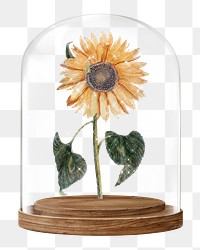 Sparkly sunflower png glass dome sticker, flower aesthetic concept art, transparent background