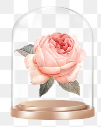 Pink rose png glass dome sticker, flower concept art, transparent background