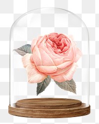 Pink rose png glass dome sticker, flower concept art, transparent background