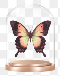 Aesthetic butterfly png glass dome sticker, insect concept art, transparent background