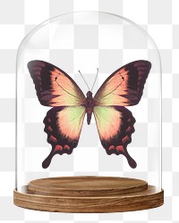 Aesthetic butterfly png glass dome sticker, insect concept art, transparent background