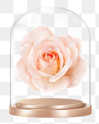 Blooming rose png glass dome sticker, Spring flower concept art, transparent background