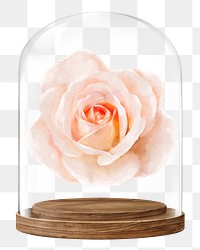 Blooming rose png glass dome sticker, Spring flower concept art, transparent background