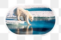 PNG polar bear in Antarctica, printable global warming sticker in transparent background