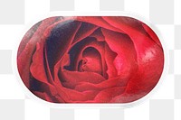 PNG red rose close up, oval rectangle clipart with white border, transparent background