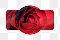 PNG red rose close up, badge shape with white border, transparent background