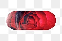 PNG aesthetic red rose, macro photography long oval shape with white border, transparent background