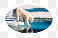 PNG polar bear in Antarctica, printable global warming sticker in transparent background