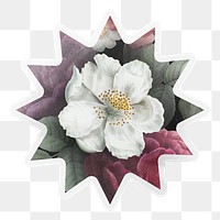 PNG flower vintage illustration, beautiful botanical sticker, starburst clipart in transparent background