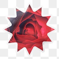 Red rose png close up, starburst with white border, transparent background