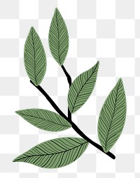 Leaf branch png sticker, aesthetic botanical doodle, transparent background