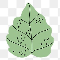 Aesthetic leaf png sticker, botanical doodle, transparent background