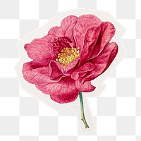 French rose png sticker, cut out paper design, transparent background