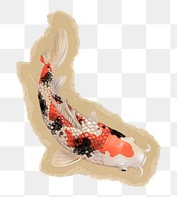 Koi fish png sticker, ripped paper transparent background