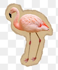 Flamingo png sticker, ripped paper transparent background