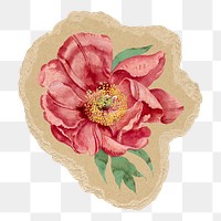 Aesthetic peony png sticker, ripped paper transparent background