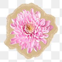 Chrysanthemum flower png sticker,  ripped paper transparent background