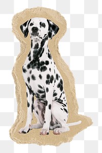 Dalmatian dog png sticker,  ripped paper transparent background