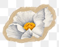 Poppy flower png sticker, torn paper transparent background