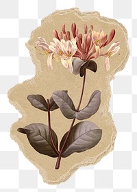 Honeysuckle flower png sticker, torn paper transparent background