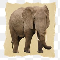 Elephant png animal sticker, ripped paper, transparent background