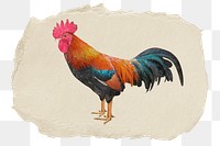 Rooster, chicken png animal sticker, ripped paper, transparent background