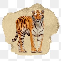 Tiger png animal sticker, ripped paper, transparent background