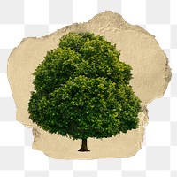 Big tree png sticker, ripped paper, transparent background