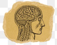 Anatomical brain man png sticker, ripped paper, transparent background