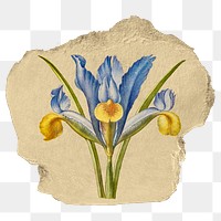 Blue iris flower png sticker, ripped paper, transparent background