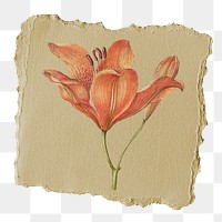 Orange lily png flower sticker, ripped paper, transparent background