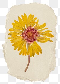 Perennial gaillardia png flower sticker, ripped paper, transparent background