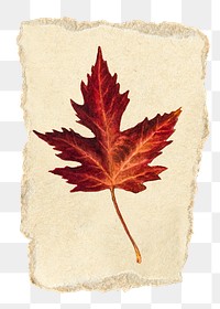 Maple leaf png sticker, Autumn ripped paper, transparent background