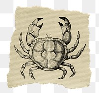 Crab, animal png sticker, ripped paper, transparent background