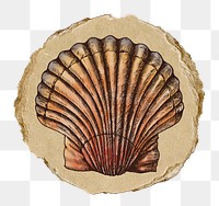 Vintage seashell png sticker, ripped paper, transparent background