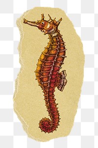 Vintage seahorse png sticker, ripped paper, transparent background