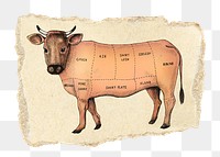 Cow diagram png sticker, ripped paper, transparent background