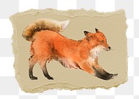 Stretching fox png sticker, ripped paper, transparent background