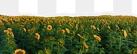 Sunflower field png border sticker on ripped paper transparent background transparent background