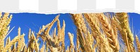 Wheat field png border sticker on ripped paper transparent background